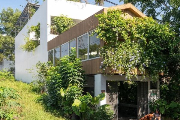 Nhà phố thiết kế mở ngập tràn cây xanh